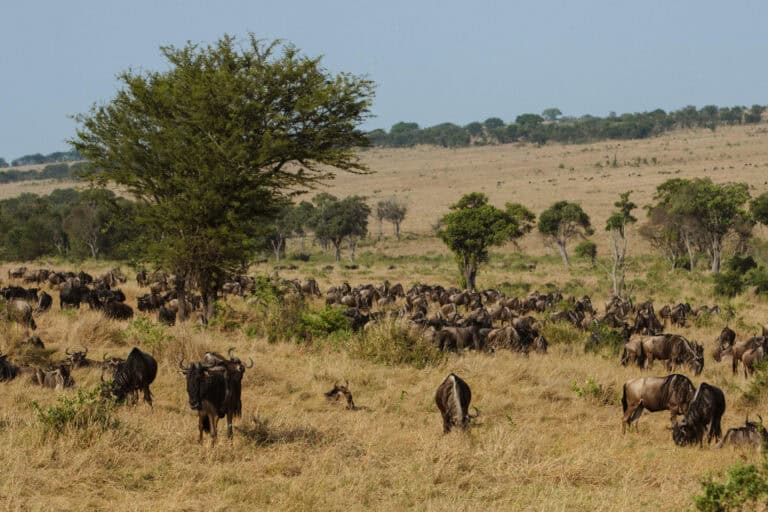 A herd of wildebeest grazing in the open Serengeti plains at Nasikia Mobile Migration Camp, Tanzania.