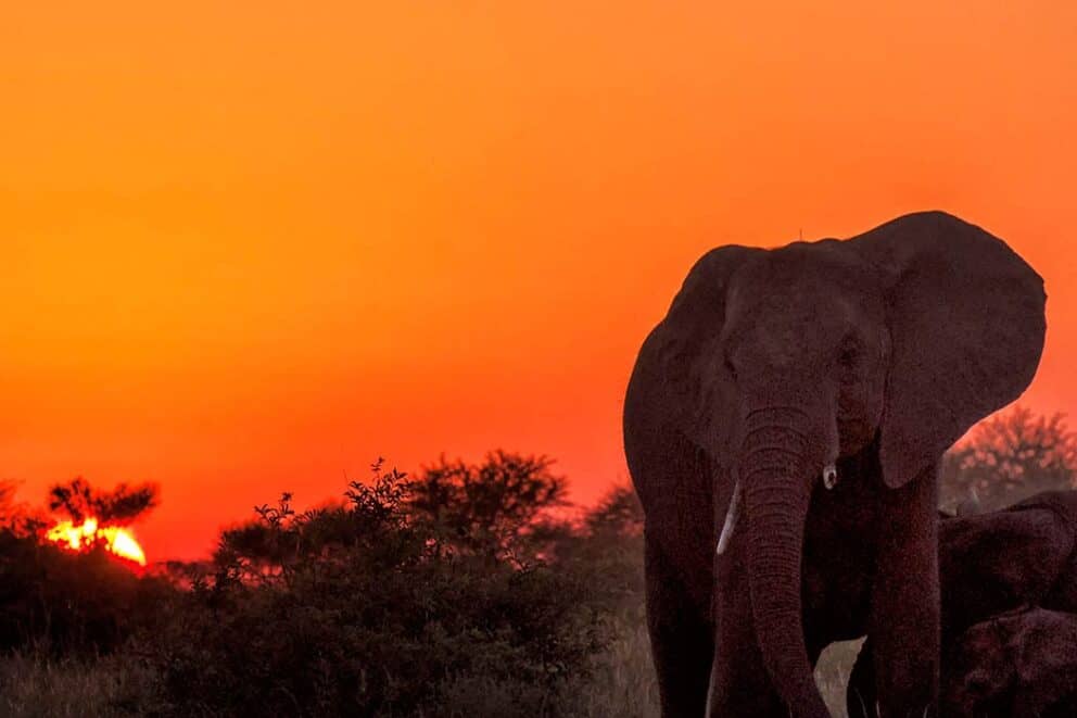 Elephants roaming through the African bush at Manyeleti Game Reserve, South Africa.
