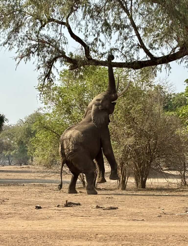 An elephant standing on its hind legs to reach fruit in a tree at Mana Pools National Park, Zimbabwe.