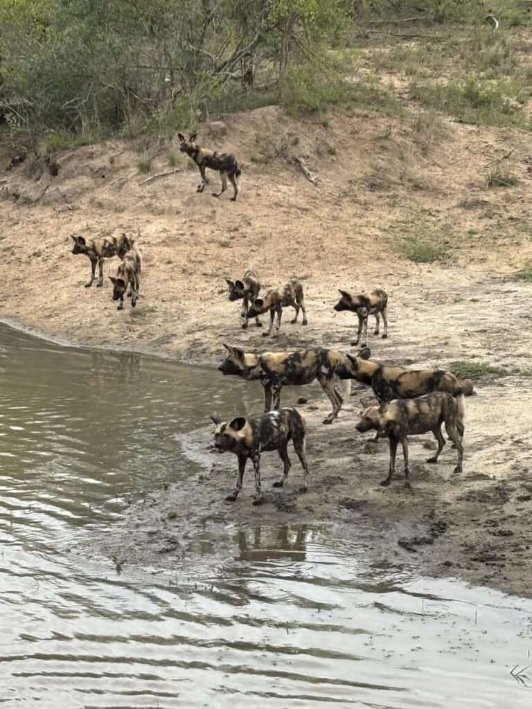 A pack of wild dogs in Sabi Sand Game Reserve, South Africa
