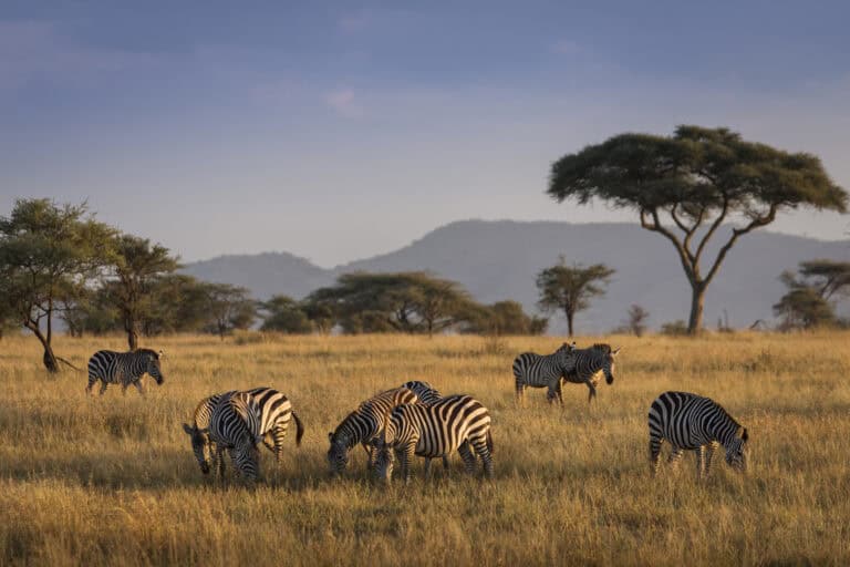 The 4 Dimensional Connection: A Tanzania to Cape Town Odyssey