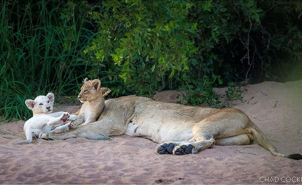 A white lion cub and a tawny lion cub lying with their mother at Timbavati Private Game Reserve, South Africa.