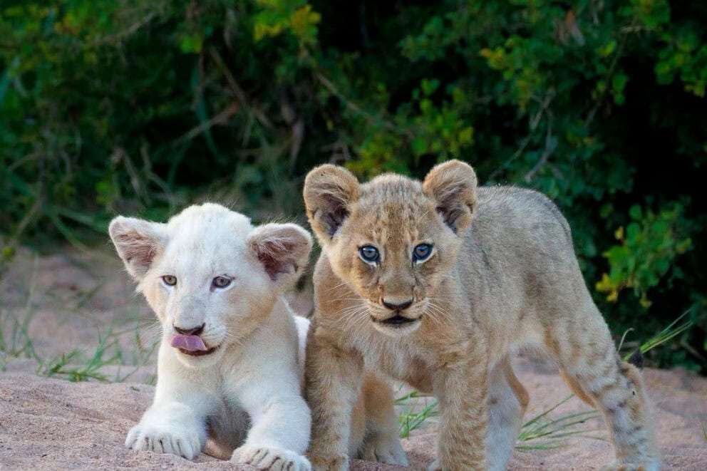 A white lion cub and a tawny lion cub in Timbavati Private Game Reserve, South Africa.