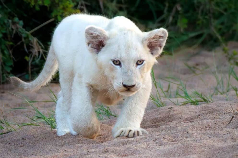 A white lion cub in Timbavati PRivate Game Reserve, South Africa.