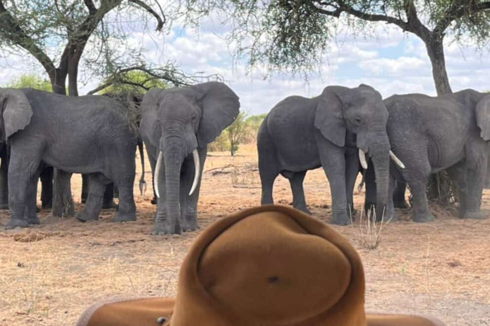 A herd of elephants at Chem Chem Lodge, Tanzania.