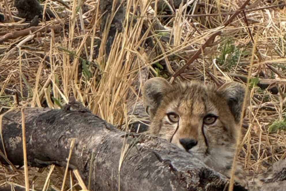 A cheetah cub lying in the tall dry grass behind a broken branch in Tarangire National Park, Tanzania.