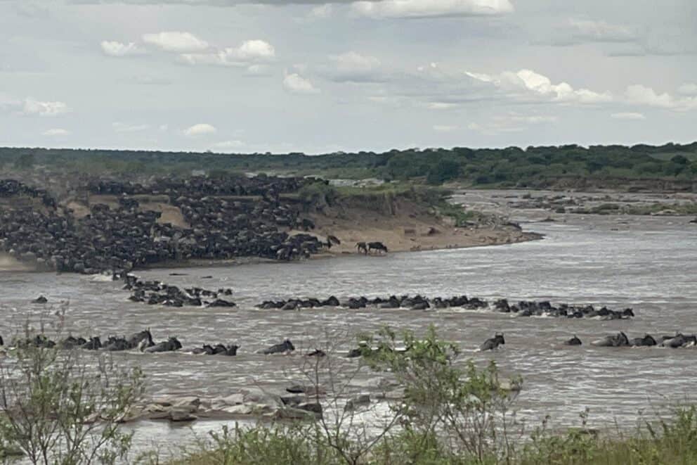 Herds of wildebeest crossing the river.