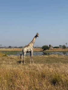 A giraffe on the grass plains