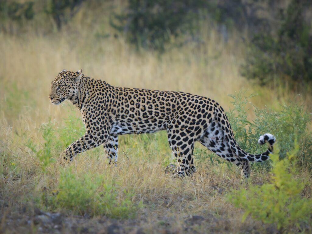 A side-profile view of a large leopard walking gracefully through tall, golden-yellow grass