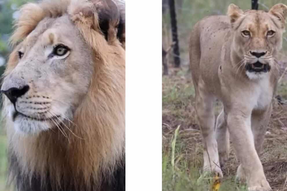 A lion and lioness at Lolelunga Private Reserve, Zambia.