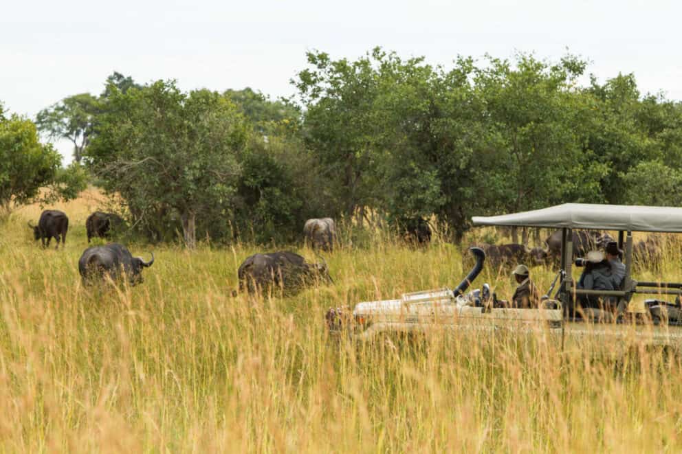 Tourists in a safari vehicle observing a herd of buffalo grazing in the tall grass at Sediba Sa Rona, Botswana.