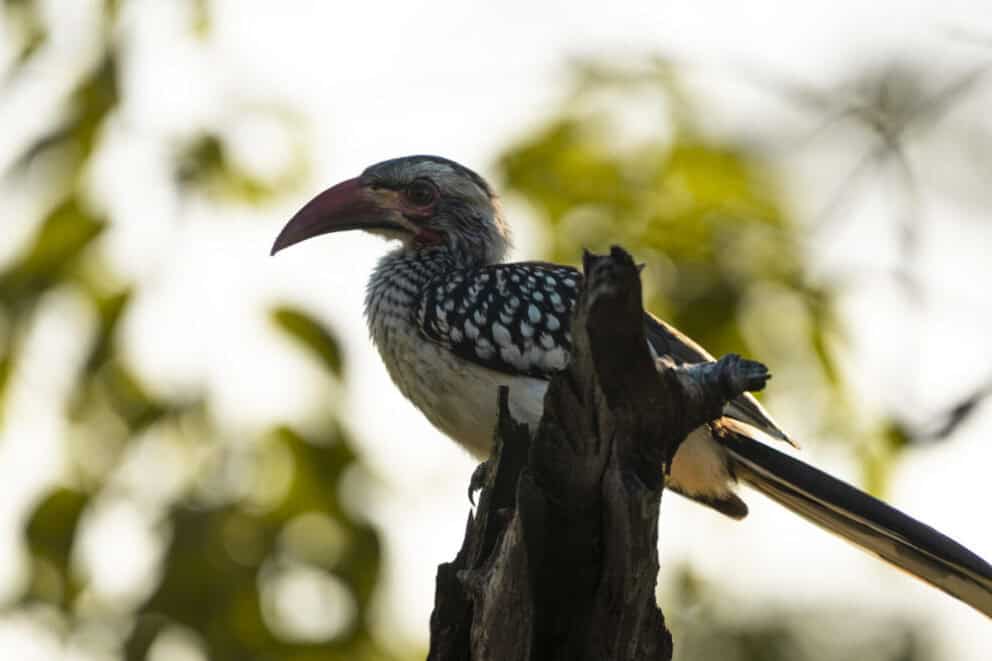 A Souther red-billed hornbill sitting on broken branch at Sediba Sa Rona, Botswana.