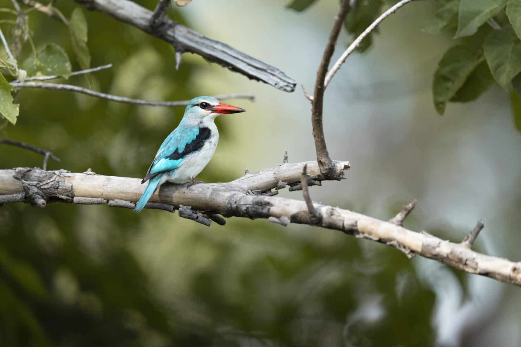 A Woodland Kingfisher perched on a branch at Sediba Sa Rona, Botswana.