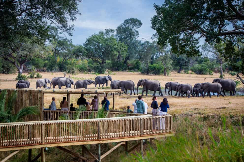 Tourists standing on an elevated wooden deck observing a herd of elephants in the distance at Sabi Sabi Bush Lodge, South Africa.
