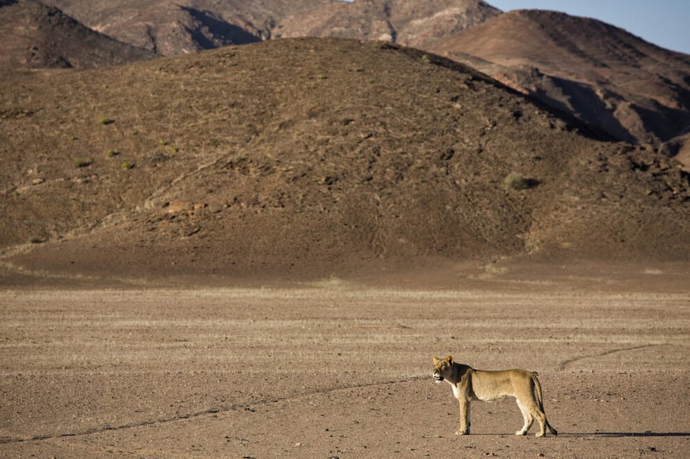 A desert-adapted lion in the Hoanib Valley at Hoanib Elephant Camp, Namibia.