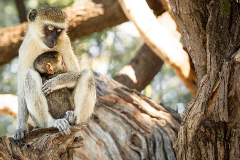 A mother vervet monkey and her baby sitting on a tree branch at Chobe Safari Lodge, Botswana.