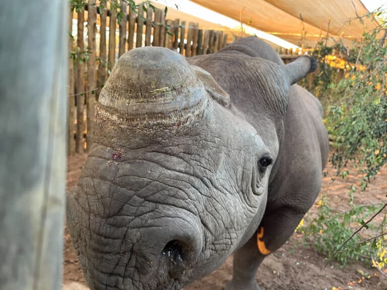 A black rhino in a boma in Zimbabwe.