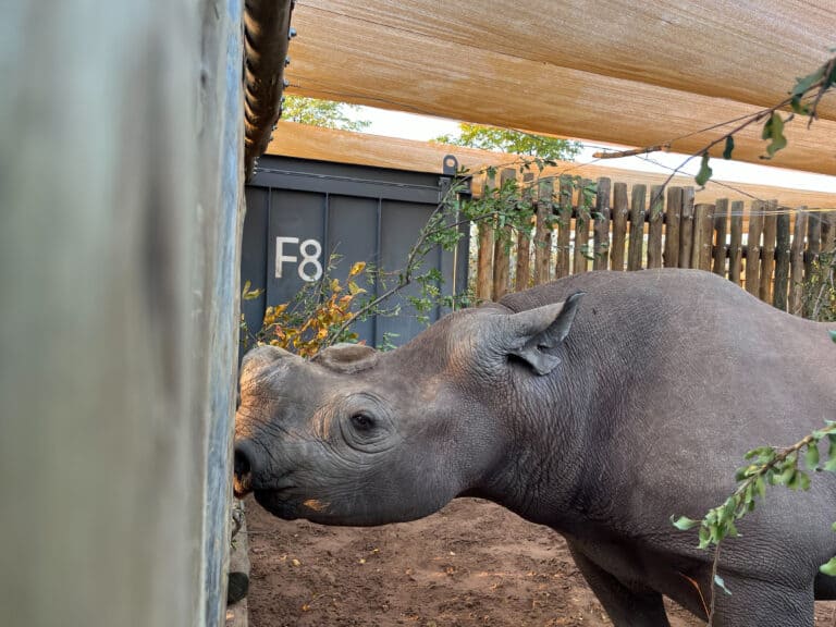 A black rhino in Matusadona National Park in Zimbabwe.