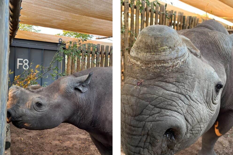 Black rhinos at Matusadona National Park during the translocation in Zimbabwe.