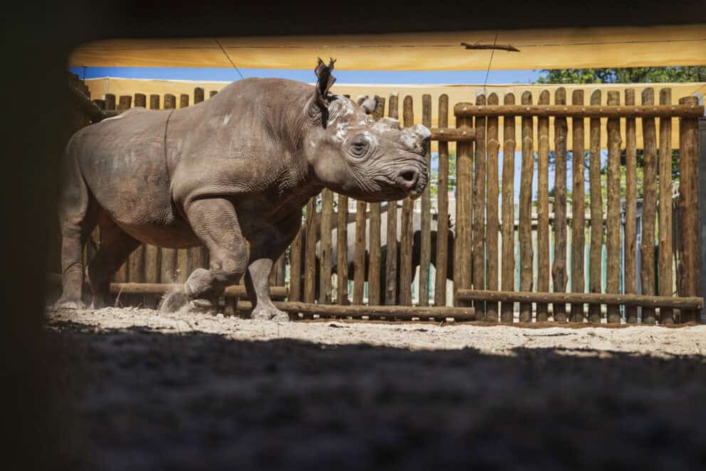 Black rhino in the holding boma at Matusodana National Park, Zimbabwe.