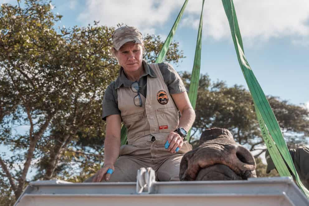 A ranger monitoring a black rhino during a translocation to Matusodana National Park, Zimbabwe