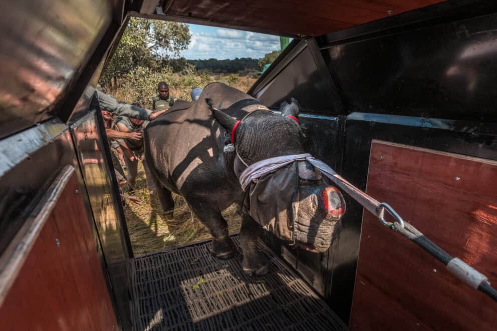 A black rhino being placed in a special crate to be transported to Matusodana National Park, Zimbabwe.