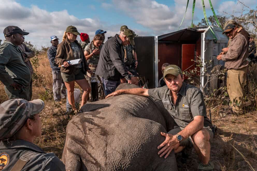 A sedated black rhino surrounded by rangers taking vitals before being placed in a special crate to be transported to Matusodana National Park, Zimbabwe.