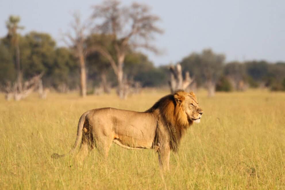 A lion standing in the tall grass at Camelthorn Lodge, Zimbabwe.