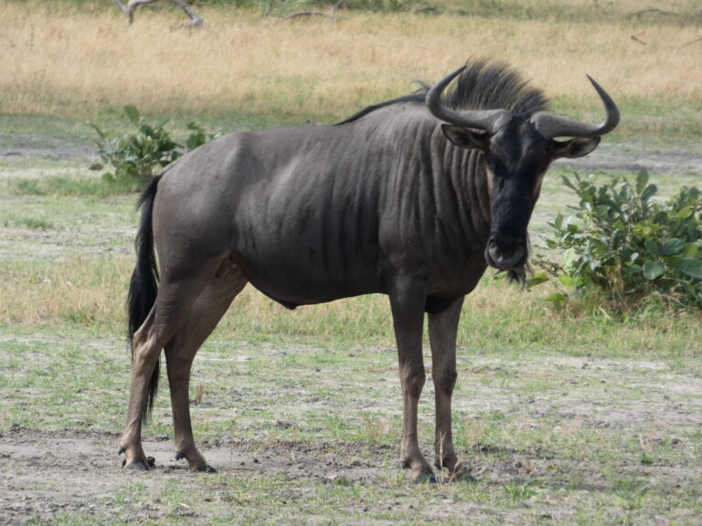 A wildebeest spotted on a game drive in Africa.