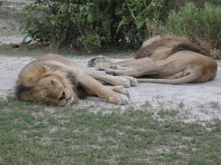 Two lions taking a nap in the shade.