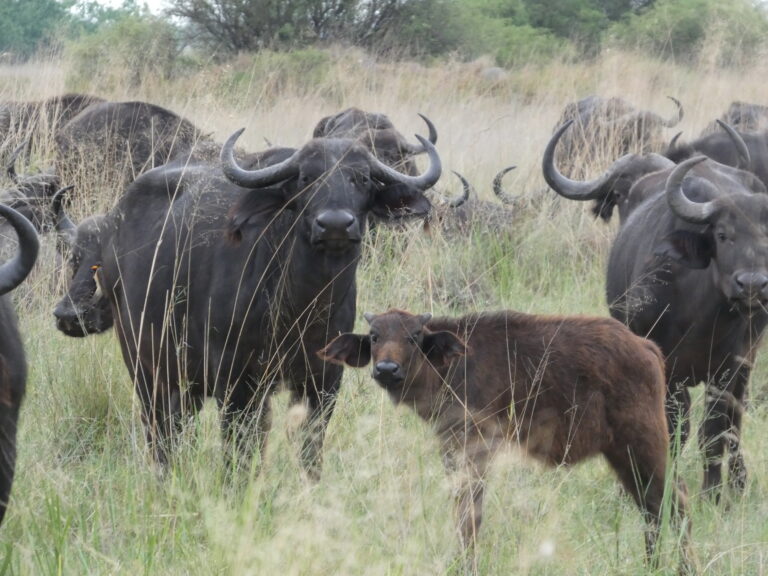 A herd of buffalo with a young calf grazing on the tall grass in Africa.