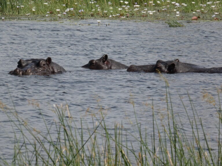 A pod of hippos floating in an African river.