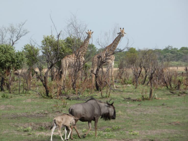 Two giraffes, a wildebeest and calf spotted on a game drive in Africa.