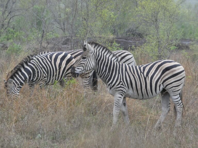 Zebras grazing in the African bush.