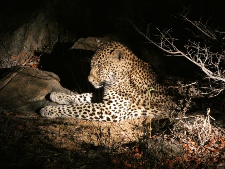 A leopard spotted on a night game drive.