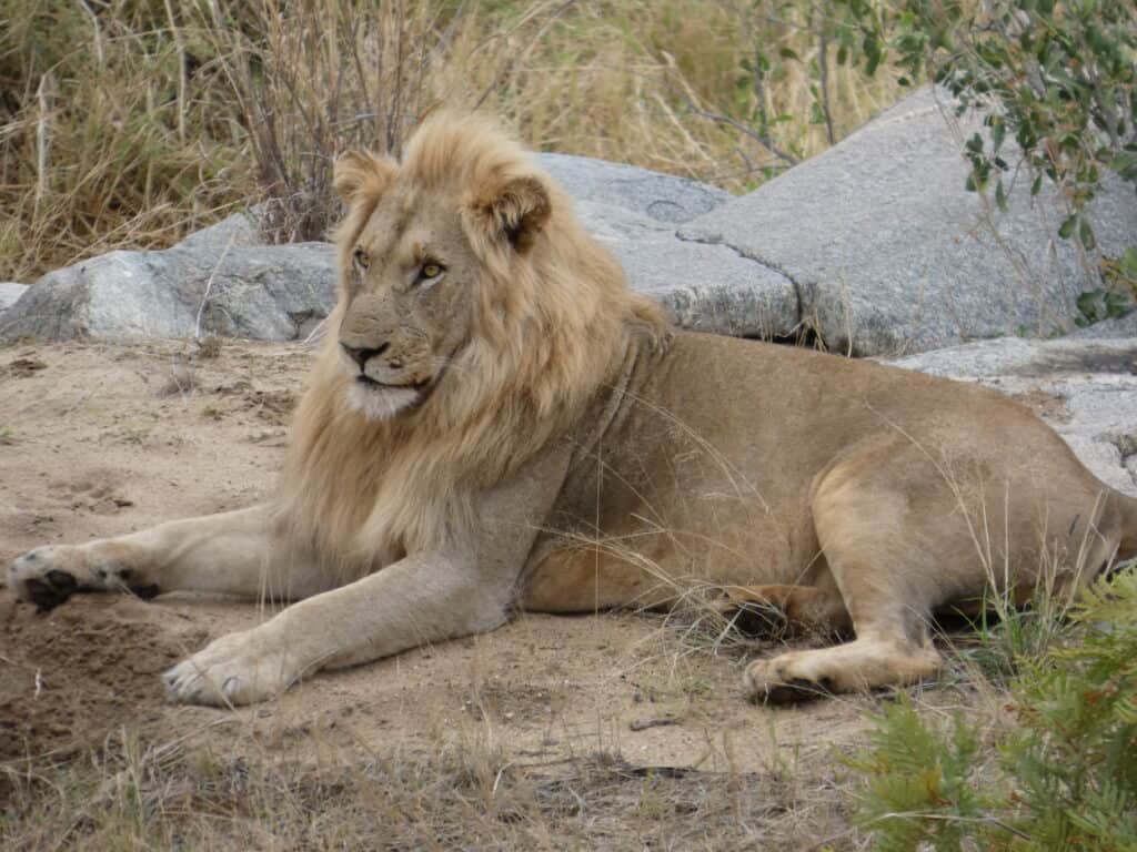 A lion basking in the sun.