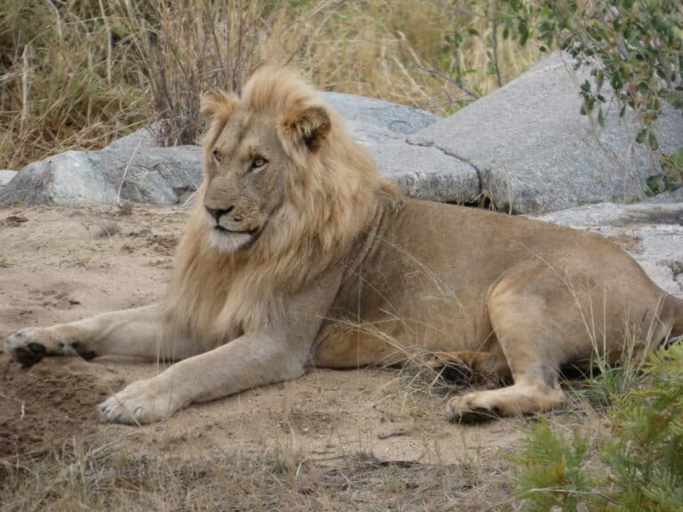 A lion basking in the sun.