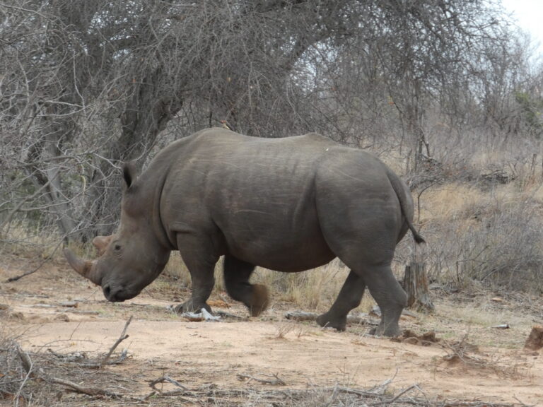 A rhino roaming through the thickets.