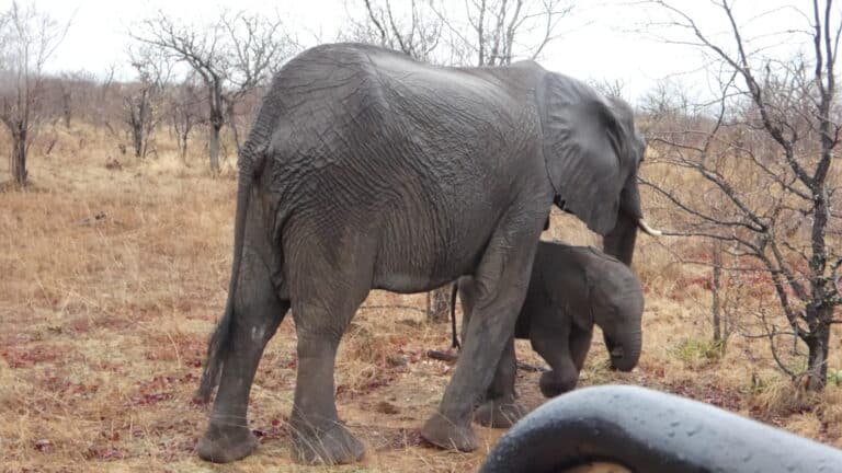 A mother elephant and her young calf roaming through the dry African bush.