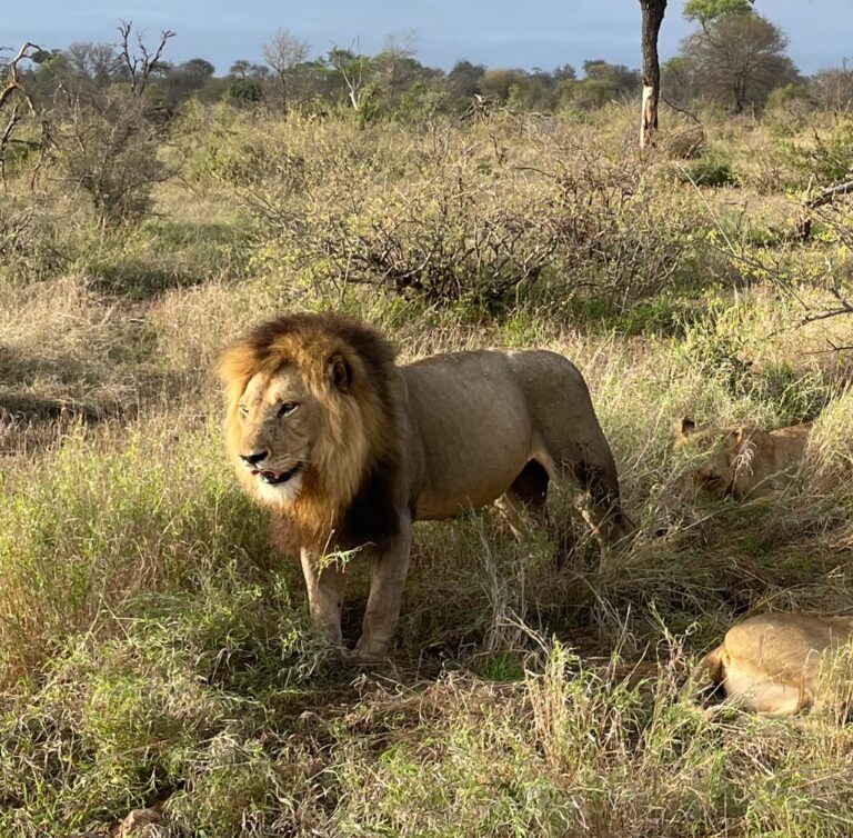 A lion roaming across the bushveld in South Africa.