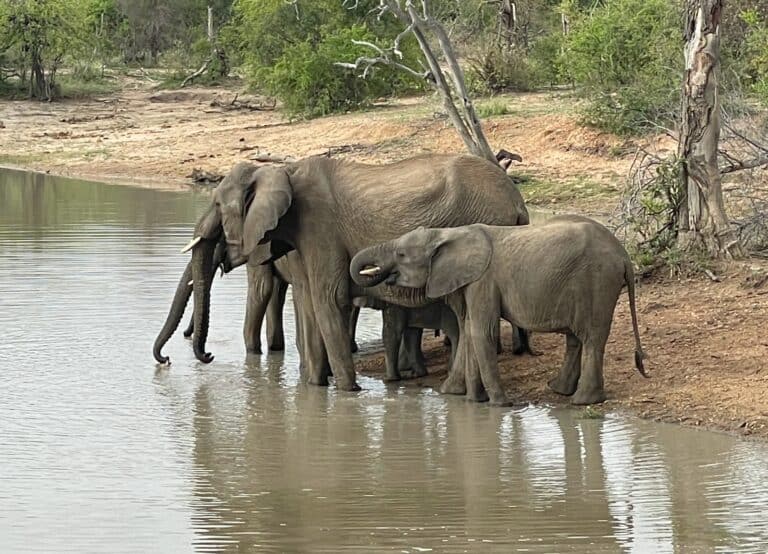 A mother elephant and her calf drinking water from a watering hole in South Africa.