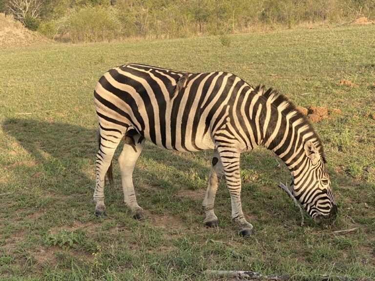 A zebra grazing in the open bushveld in South Africa.