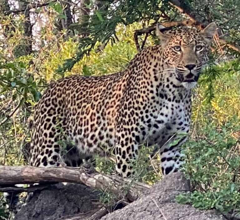 A leopard in the bushveld in South Africa.