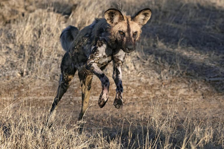 A wild dog running through the bushveld at Thornybush Game Lodge, South Africa.