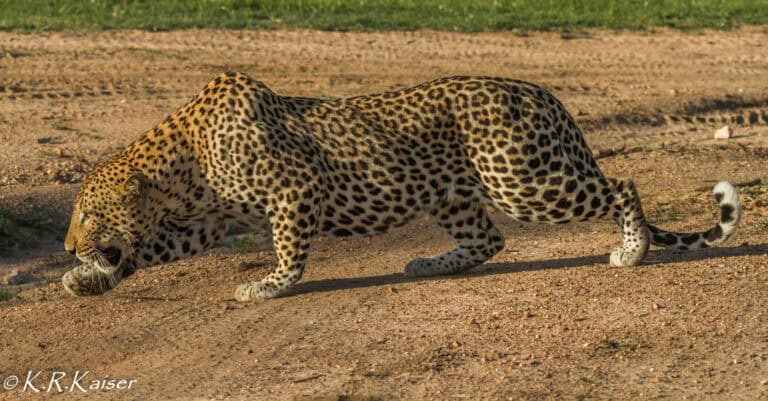 A leopard stalking prey at Thornybush Game Lodge, South Africa.