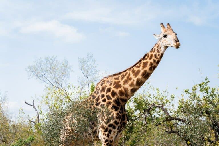 A giraffe in the thickets at Thornybush Game Lodge, South Africa.