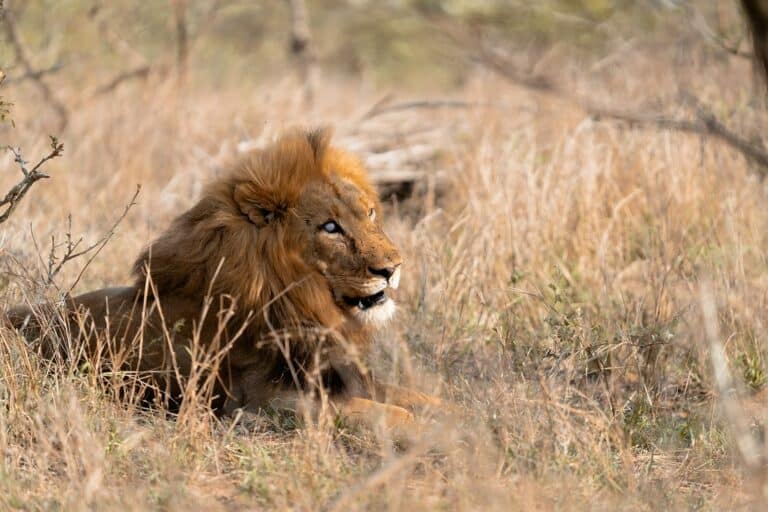 A lion resting in the tall dry grass at Thornybush Game Lodge, South Africa.