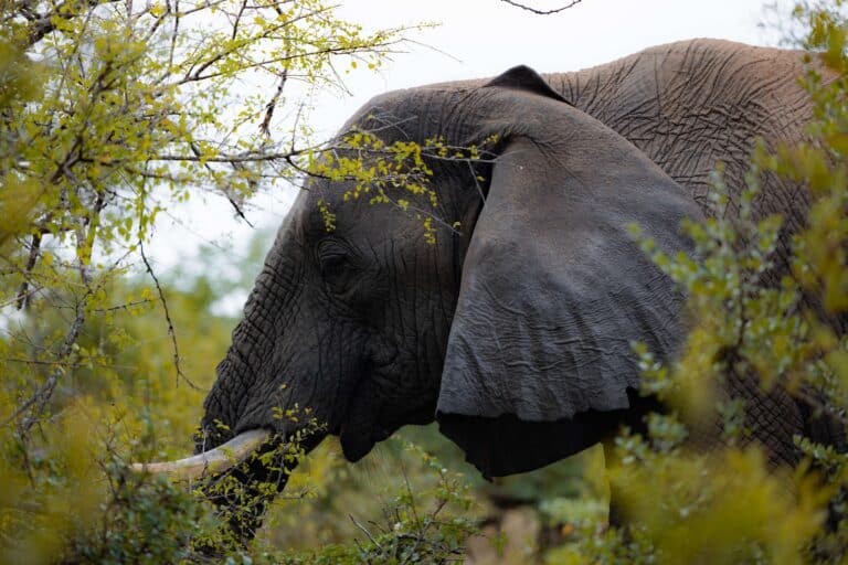 An elephant in the bush at Thornybush Game Lodge, South Africa.