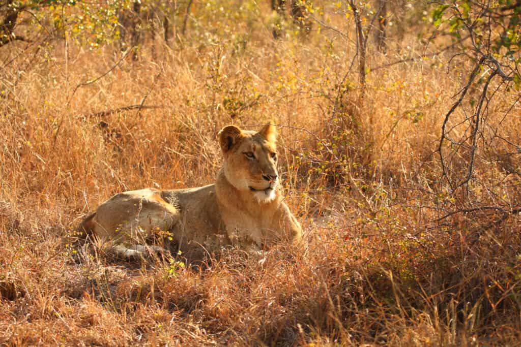 Lioness in Sabi Sands Reserve, South Africa.