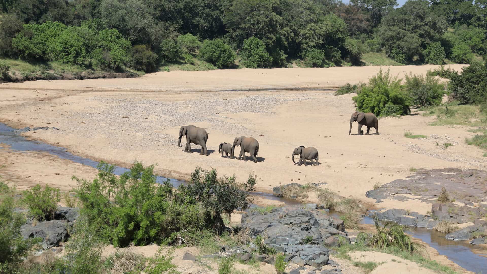 Meeting a Shaman, Seeing the Circle of Life, and More in the Bush
